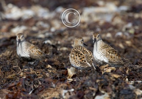 Dunlin DM1040